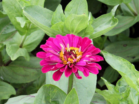 Zinnia cv. Dahlia-flowered Mix