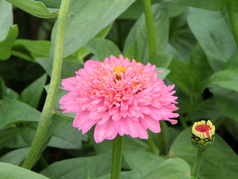 Zinnia elegans cv. Candy Mix