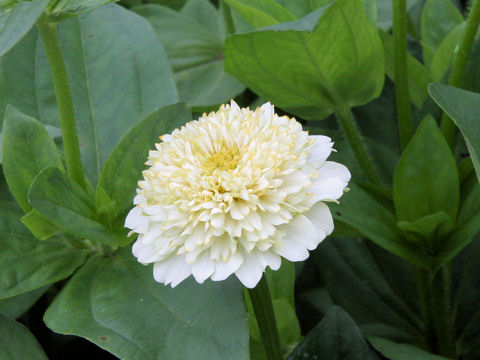 Zinnia elegans cv. Candy Mix