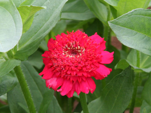 Zinnia elegans cv. Candy Mix