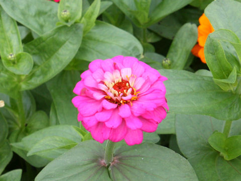 Zinnia elegans cv. Pulcino Mix