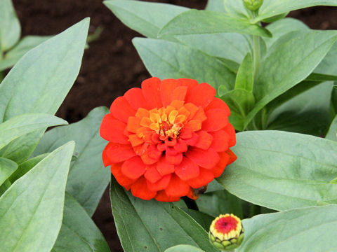 Zinnia elegans cv. Pulcino Mix