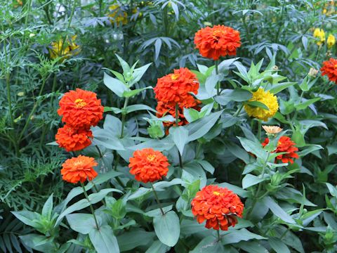 Zinnia elegans cv.