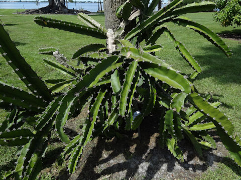 Hylocereus lemairei