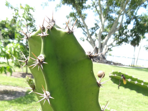 Hylocereus lemairei