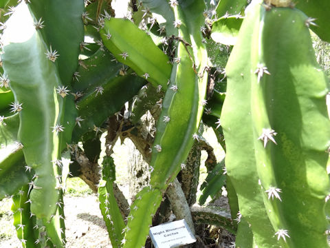 Hylocereus lemairei