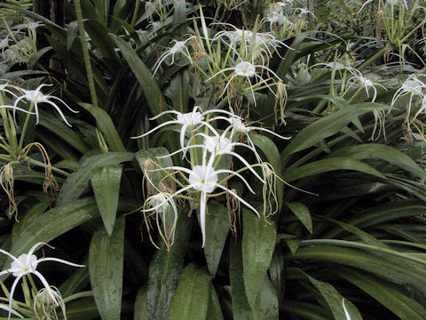 Hymenocallis caribaea