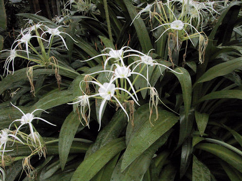 Hymenocallis caribaea