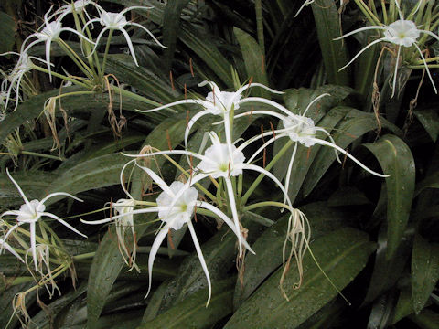 Hymenocallis caribaea