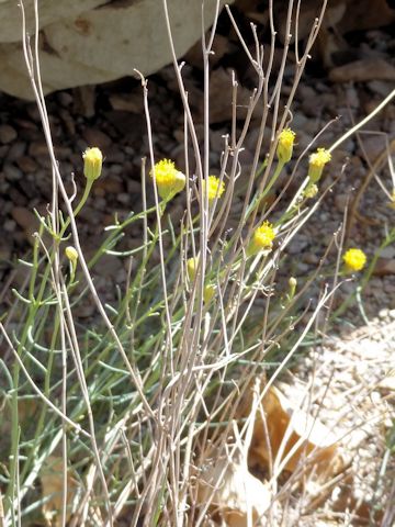 Hymenopappus filifolius var. cinereus