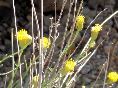 Hymenopappus filifolius var. cinereus