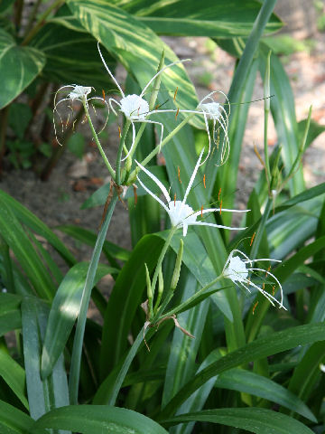 Hymenocallis speciosa