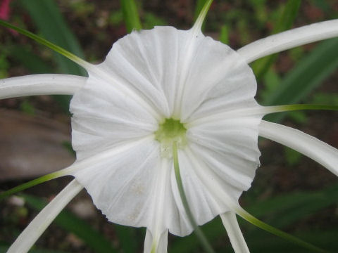 Hymenocallis speciosa