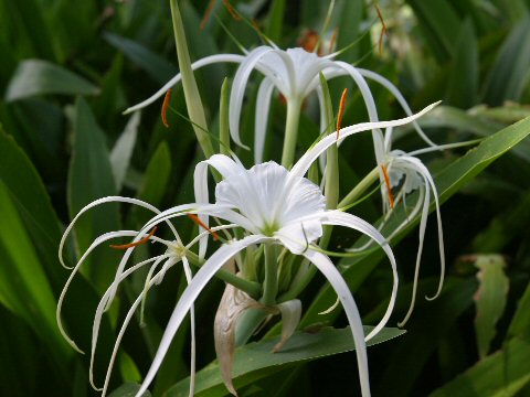 Hymenocallis speciosa