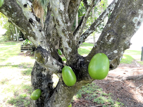 Crescentia cujete