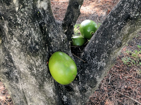 Crescentia cujete