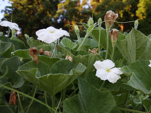 Lagenaria siceraria var. gourda