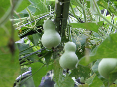 Lagenaria siceraria var. gourda