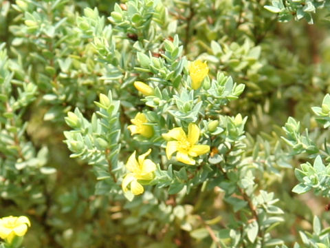 Hypericum aegypticum