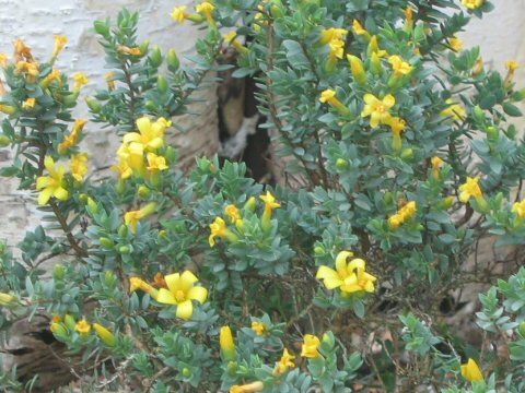 Hypericum aegypticum