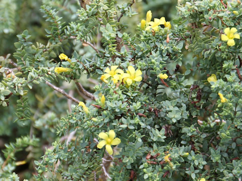 Hypericum aegypticum