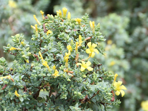 Hypericum aegypticum