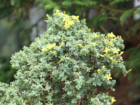 Hypericum aegypticum