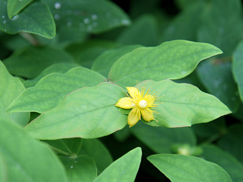 Hypericum androsaemum