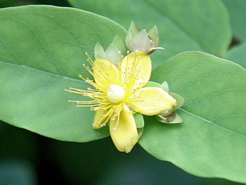 Hypericum androsaemum