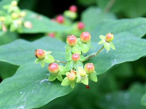 Hypericum androsaemum