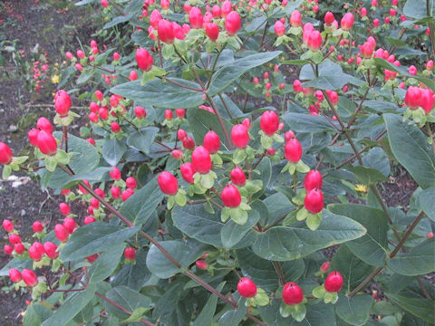 Hypericum androsaemum