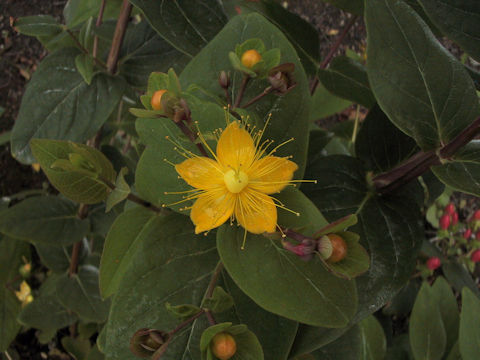 Hypericum androsaemum