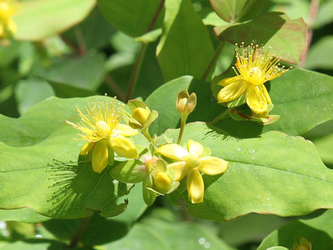 Hypericum androsaemum