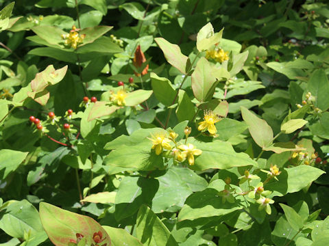 Hypericum androsaemum