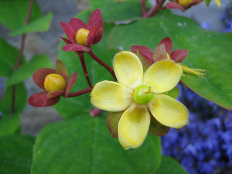 Hypericum androsaemum