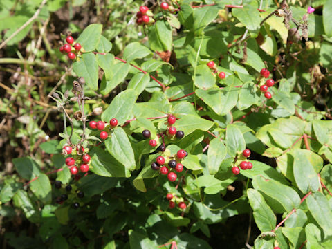 Hypericum androsaemum