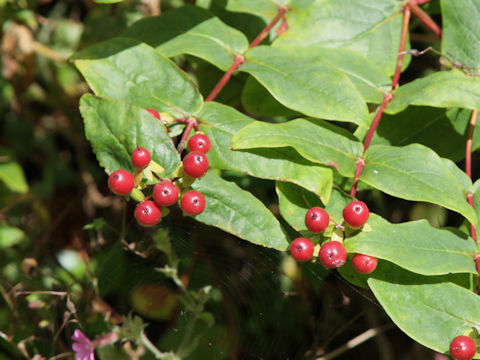 Hypericum androsaemum