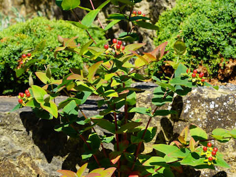 Hypericum androsaemum