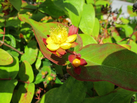 Hypericum androsaemum