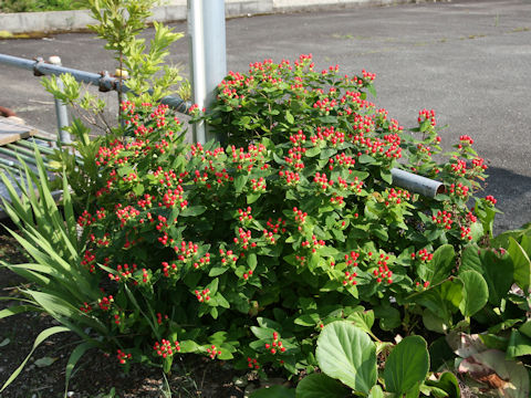 Hypericum androsaemum