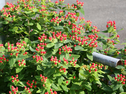 Hypericum androsaemum