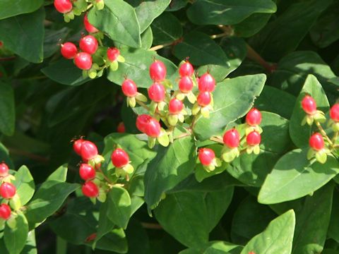 Hypericum androsaemum