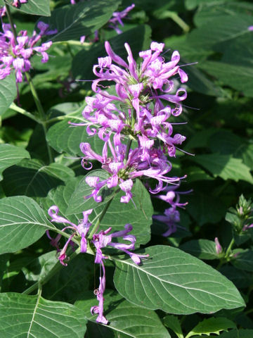 Hypoestes aristata