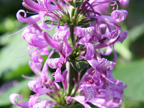 Hypoestes aristata