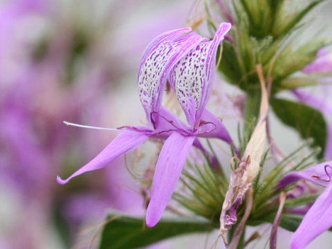 Hypoestes aristata