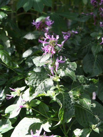 Hypoestes aristata