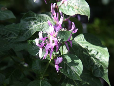 Hypoestes aristata