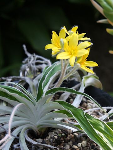 Hypoxis nitida