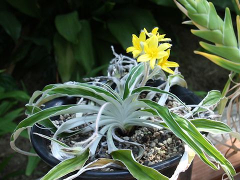 Hypoxis nitida