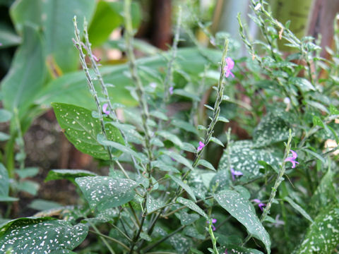 Hypoestes phyllostachya